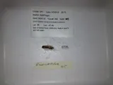 Bluntnose Flyingfish