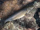 Lake Trout, photographed in Ontario