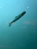 Cutthroat Trout, photographed in Washington
