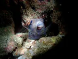 Spotted Boxfish, photographed in Taiwan