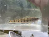 Ozark Logperch, photographed in Missouri