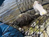 Southern Puffer, photographed in Florida