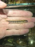 Muscadine Darter, photographed in Alabama