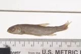 Little Colorado Spinedace, photographed in Arizona