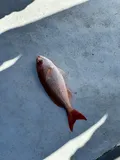 Vermilion Snapper, photographed in Florida