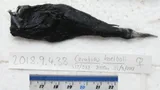Deepsea Angler