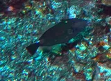 Brown Leatherjacket, photographed in Îles du Vent