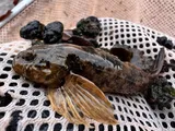 Mottled Sculpin, photographed in Utah