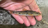 Torrent Sucker, photographed in Virginia
