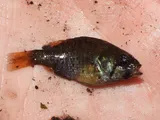 Spotted Sunfish, photographed in Florida
