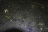 Bayou Killifish, photographed in Mississippi