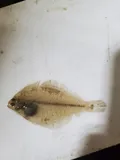 Smallmouth Flounder, photographed in Maryland