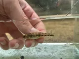 Duck Darter, photographed in Tennessee