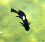Hawaiian Dascyllus, photographed in Hawaii