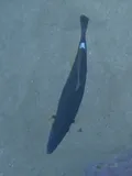 Brown Leatherjacket, photographed in Hawaii