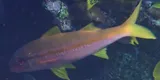 Yellowfin Goatfish