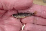 Gumbo Darter, photographed in Texas