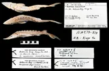 Shortnose Sturgeon, photographed in New Brunswick (Prov.)