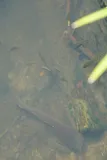 Whitespotted Clarias, photographed in Hawaii