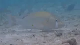 Dog Snapper, photographed in Rio Grande do Norte