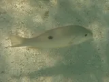 Lane Snapper, photographed in Florida