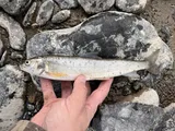 Mountain Whitefish, photographed in Montana