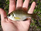Bluegill, photographed in Florida