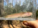Black Madtom, photographed in Alabama