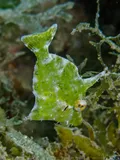 Pygmy Filefish, photographed in Tortola