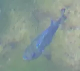 Devil's Hole Pupfish, photographed in Nevada