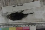 Threadfin Goosefish