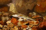 Largescale Stoneroller, photographed in Tennessee