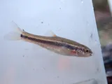 Flame Chub, photographed in Alabama
