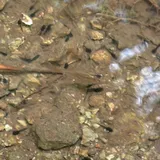 Guppy, photographed in Guam