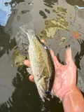 Spotted Bass, photographed in Ohio