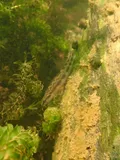 Stripeback Darter, photographed in Virginia
