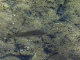 Redbreast Sunfish, photographed in Florida