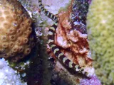Halicampus crinitus, photographed in Bonaire