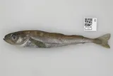 Arctic Cod, photographed in Alaska