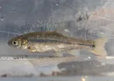 Arroyo Chub, photographed in California