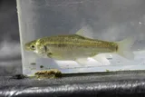 Arroyo Chub, photographed in California
