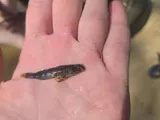 Harlequin Darter, photographed in Louisiana