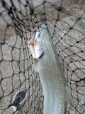 Bull Trout, photographed in British Columbia