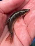 Longnose Dace, photographed in Pennsylvania