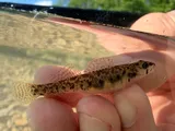 Teardrop Darter, photographed in Kentucky