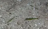 Moapa Dace, photographed in Nevada