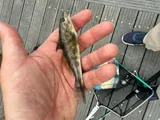 Gulf Minkfish, photographed in New York