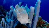Commerson's Frogfish, photographed in Southern Leyte