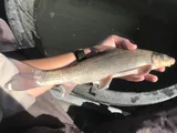 Blue Sucker, photographed in Texas