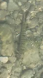 Texas Logperch, photographed in Texas